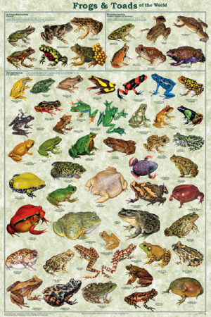 Frogs and Toads of the World Poster