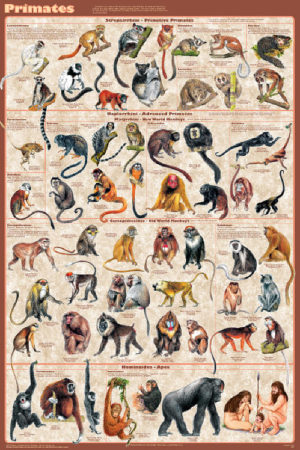 Primates