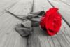 Red Rose On Wooden Deck Poster