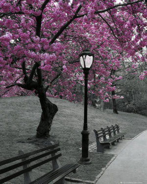 New York Blossom Mini Poster