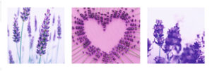 Lavender Triptych