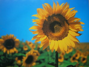 Sunflower Landscape Mini Poster