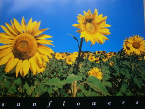 Sunflowers Mini Poster