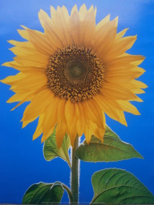 Sunflower Mini Poster