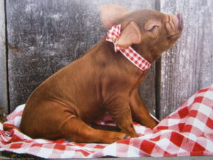 Duroc Pig