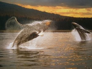 Whales Ascent Mini Poster