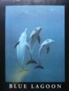 Dolphins Blue Lagoon Mini Poster
