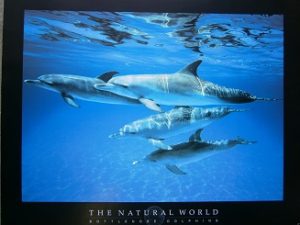Dolphins Bottlenose Natural World Poster