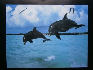 Dolphins Leaping Poster