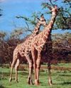 Two Giraffes Mini Poster
