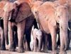 Elephants
