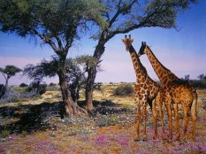 Giraffes and Wildflowers Mini Poster