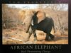 Bull Elephant