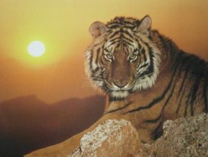 Tiger Sunset Mini Poster