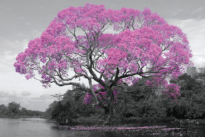 Tree Blossom Poster