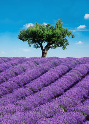 Provence Mural 4 PART