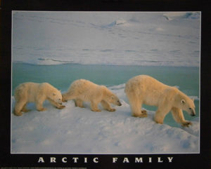 Arctic Family Polar Bears Poster