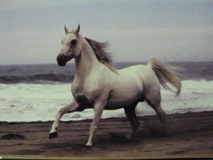 White Stallion