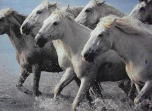 White Horses