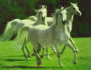 Trotting horses