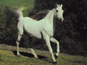 Grey Stallion Horse Mini Poster