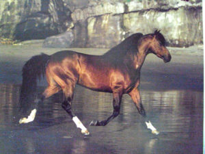 Stallion on Beach