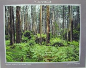 Tree Ferns Dandenong Ranges National Park Victoria Mini Poster