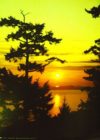 Sunset Tree Poster