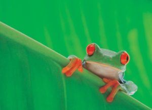 Red-Eyed Tree Frog