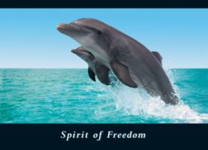 Dolphins Spirit Of Freedom Poster