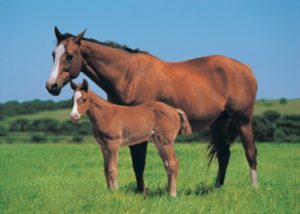 Horse and Foal Poster