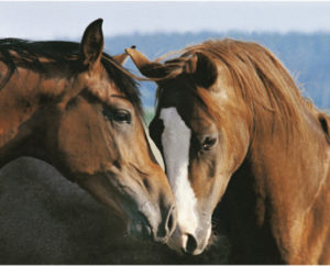 Tenderness Two Horses