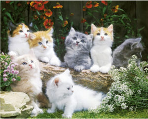 Baby Cats Mini Poster