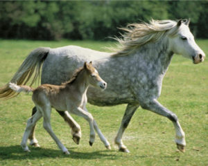Mothers Pride