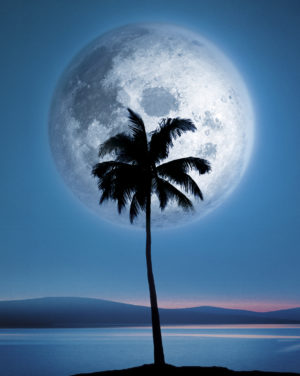 Dreamland Moon And Palm Tree Mini Poster