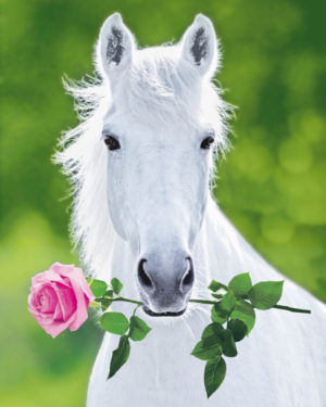 White Horse with Rose