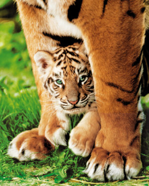 Bengal Tiger Cub Mini Poster
