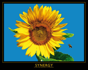 Synergy Sunflower Mini Poster
