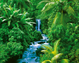 Rainforest