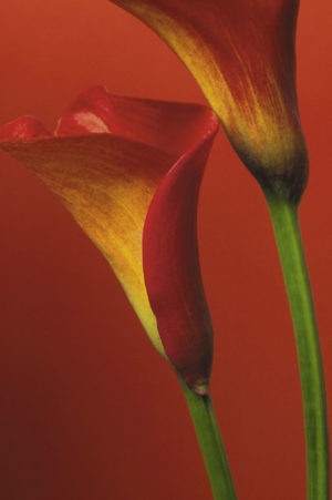 Red Calla Lilies Poster