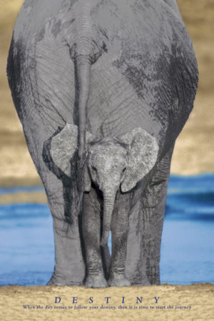 Destiny Elephant Poster