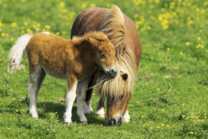 Two Ponies