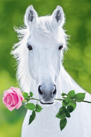White Horse with Rose