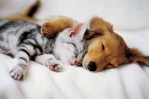 Cuddles