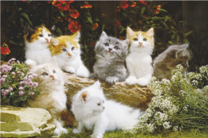Baby Cats Poster
