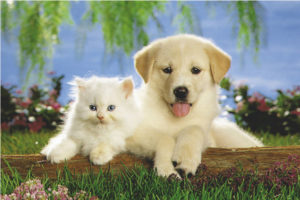 Real Pals Kitten and Puppy Poster