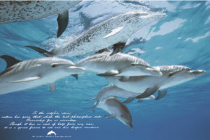 Dolphins Friends Of Man Poster