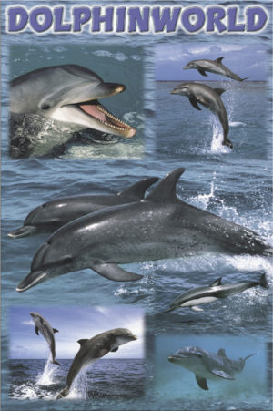 Dolphin World Poster