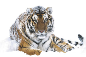 Siberian Tiger Poster