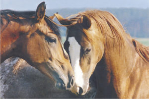 Tenderness Two Horses